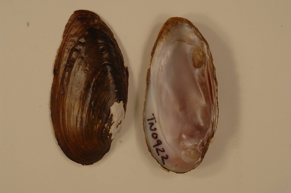 Elliptio dilatata-1
