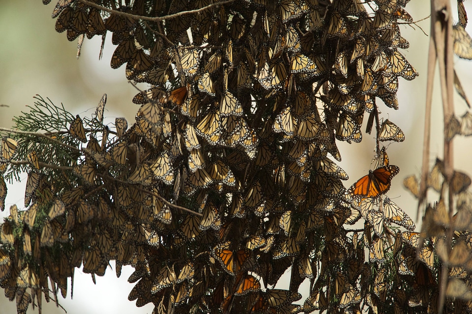 Monarch butterflies-1