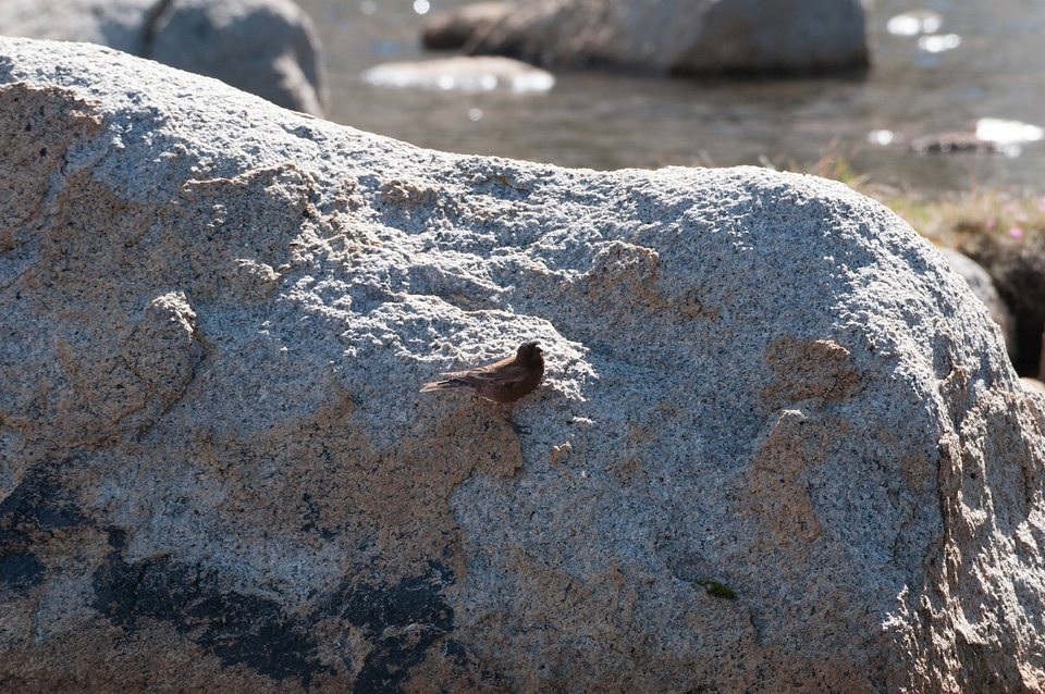 Gray-crowned Rosy-Finch-2