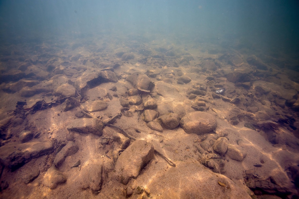Cacapon mussel survey-1