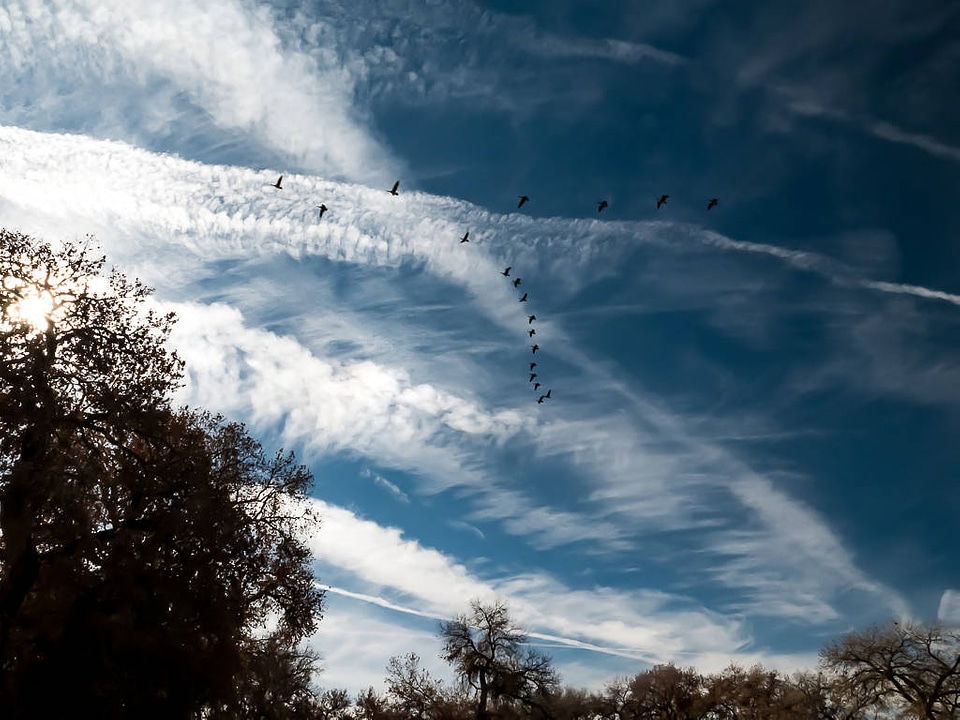 Blue sky with jet trails and geese flying