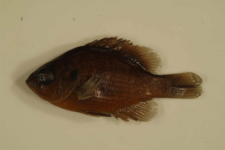 Lepomis miniatus