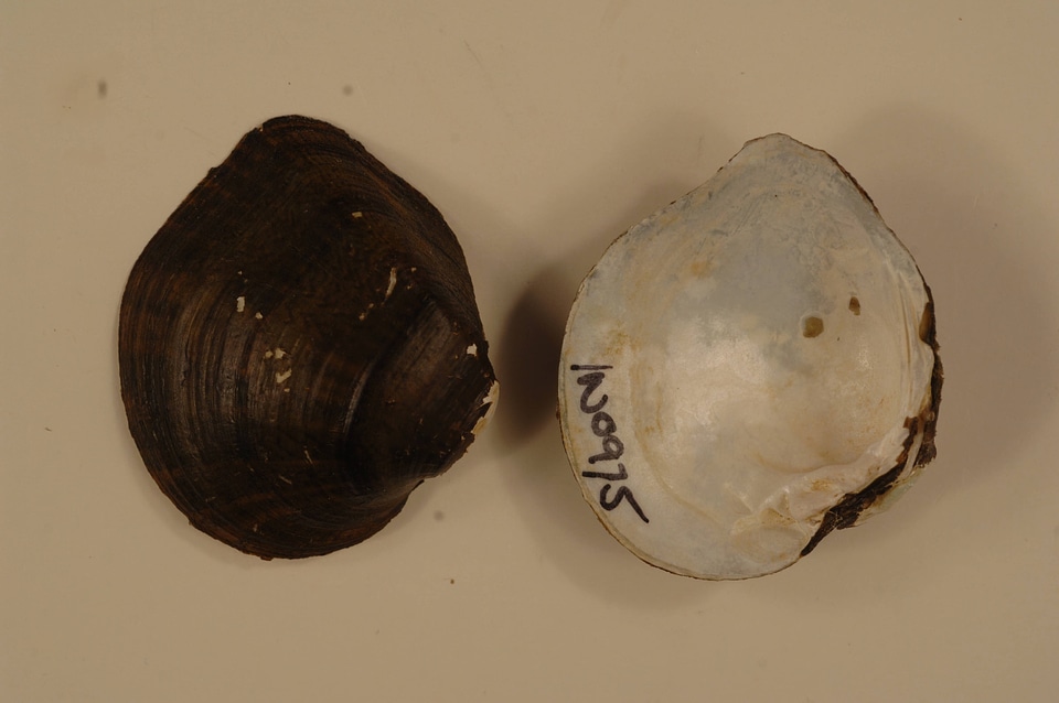 Truncilla truncata-4