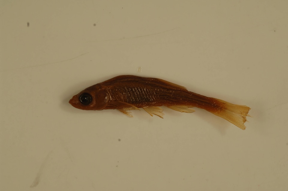 Lythrurus fumeus-5