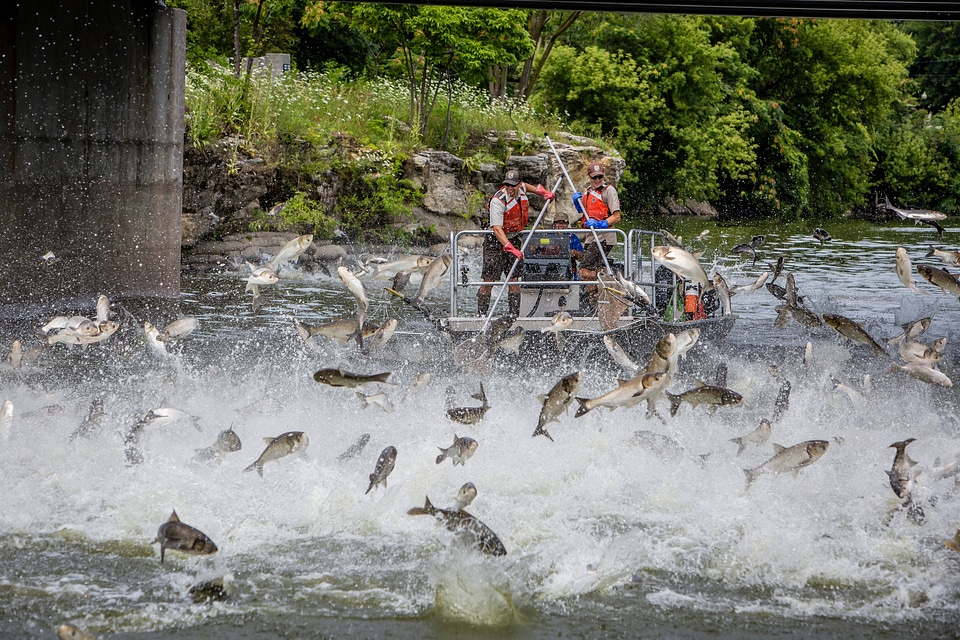 Silver Carp jumping in the Fox River-1