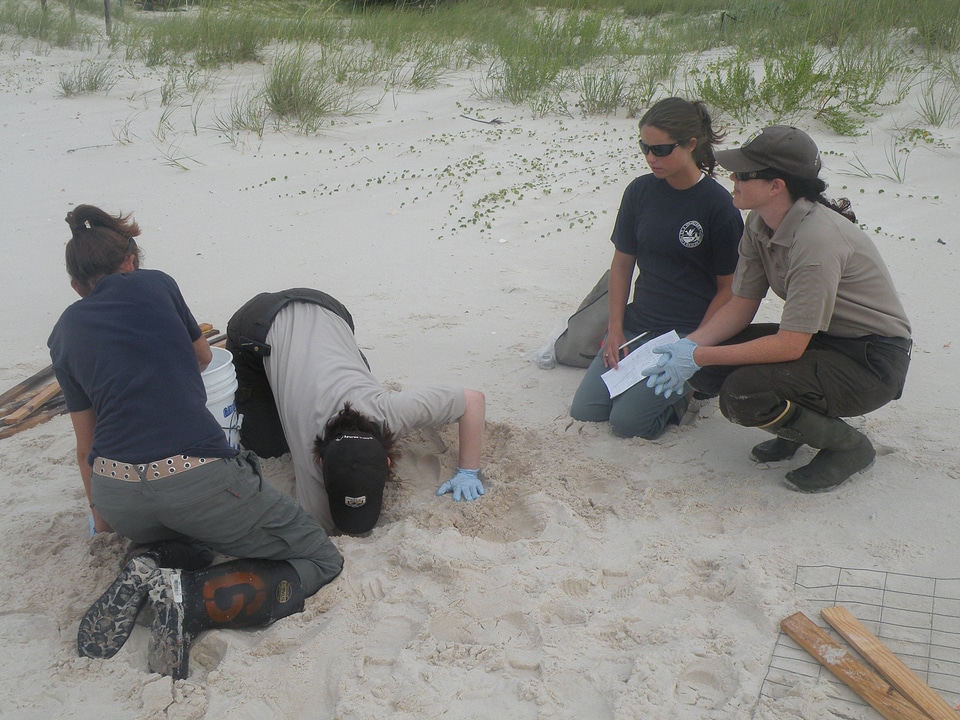 Sea turtle nest relocation-1