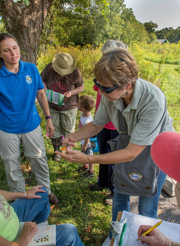Volunteers tagging monarch butterflies
