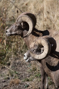 Two rams near a water hole-1