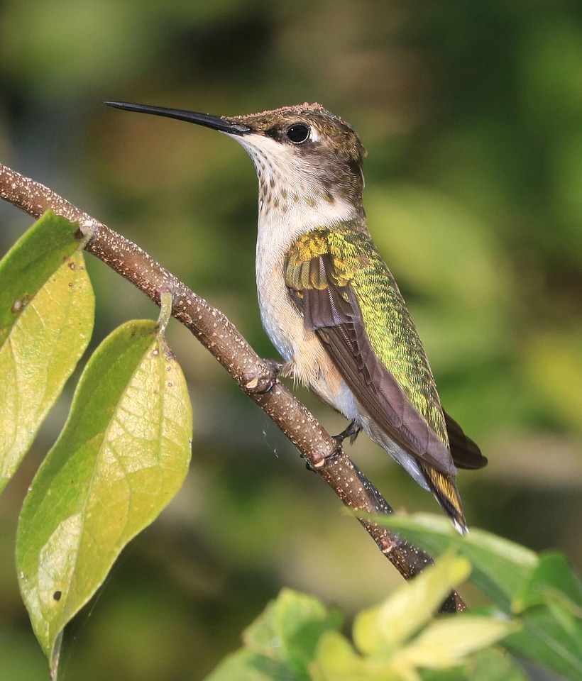 Ruby-throated Hummingbird-1