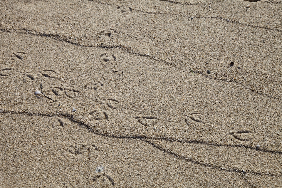 Tracks in the sand-1