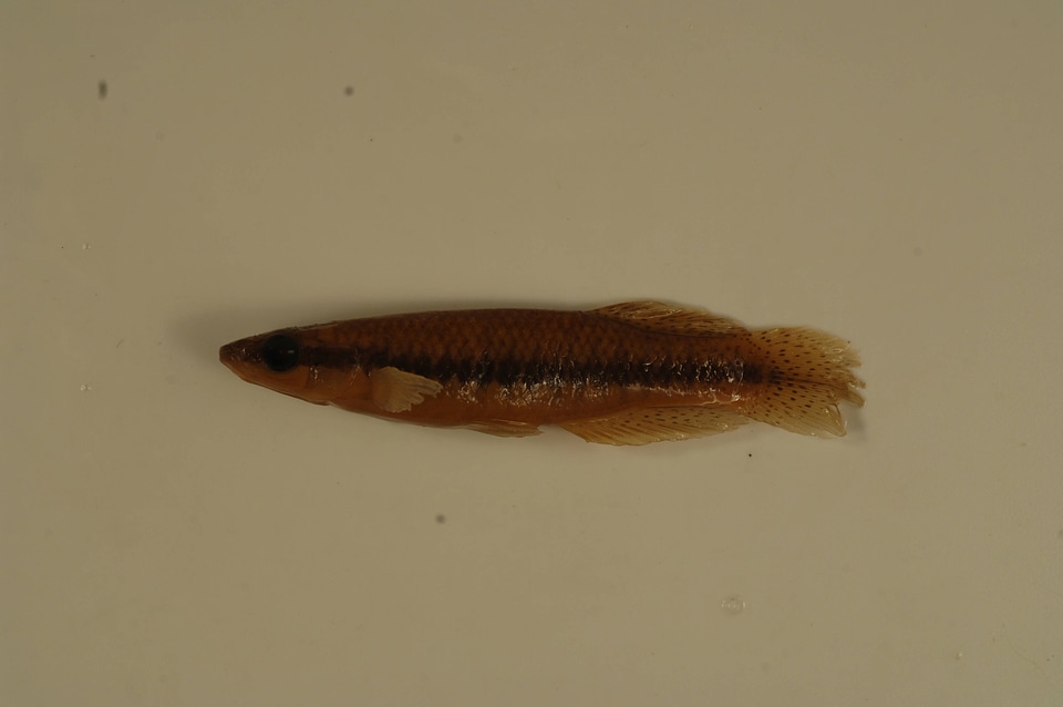 Fundulus notatus