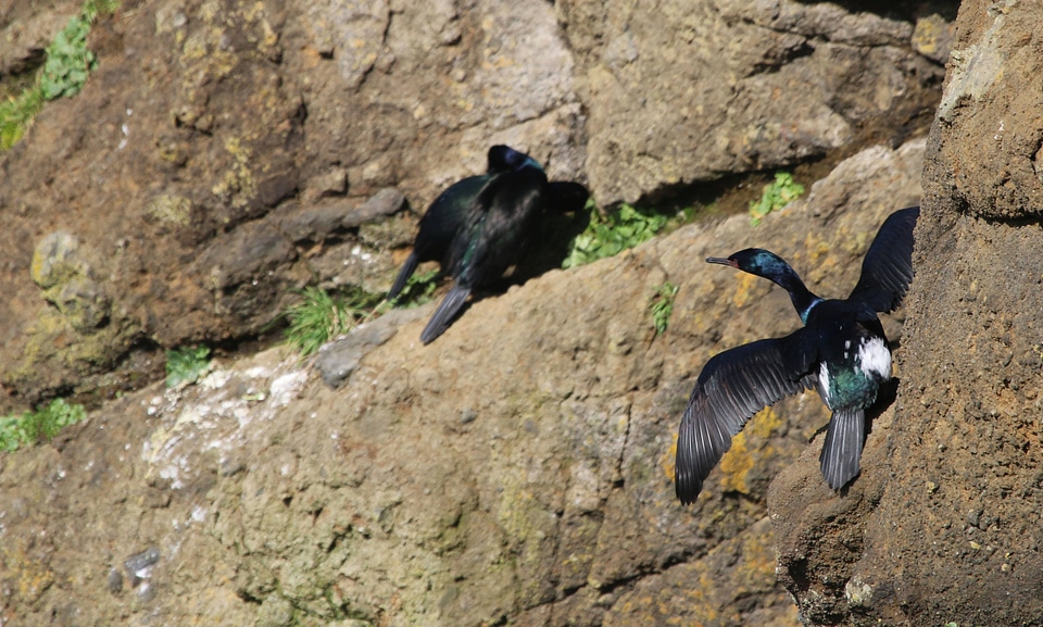 Pelagic Cormorants