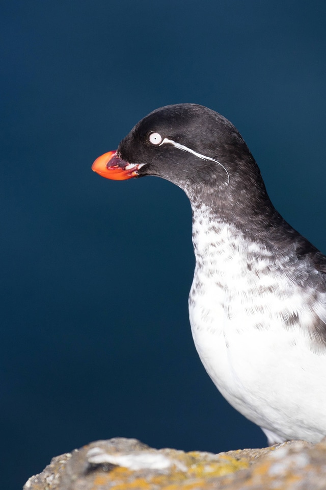 Parakeet auklet-4
