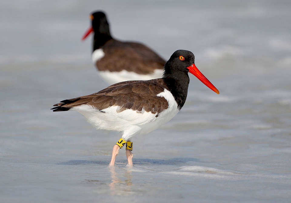 American oystercatcher-1