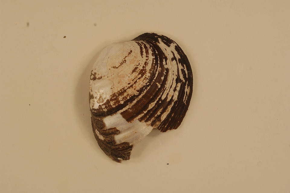 Ellipsaria lineolata (outside)-2