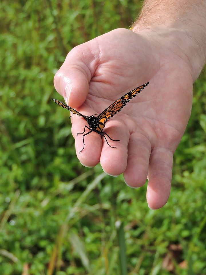 Monarch butterfly on hand