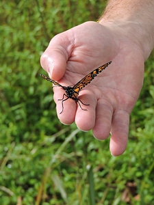 Monarch butterfly on hand