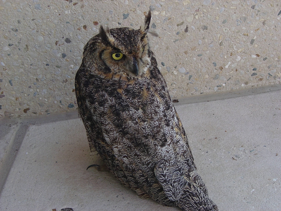 Great horned owl at Neal Smith National Wildlife Refuge