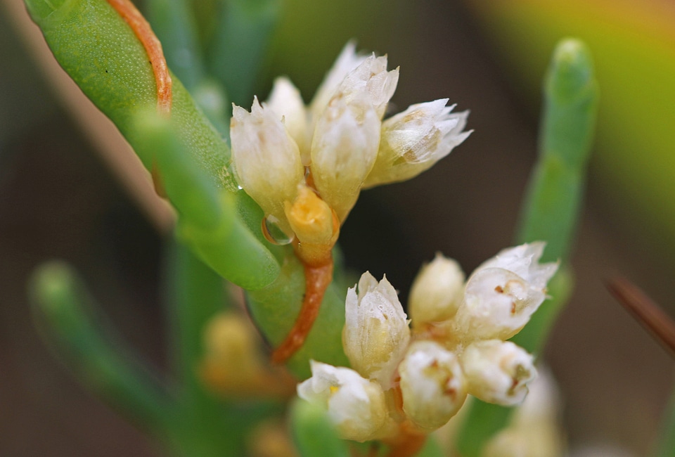 Cuscuta pacifica