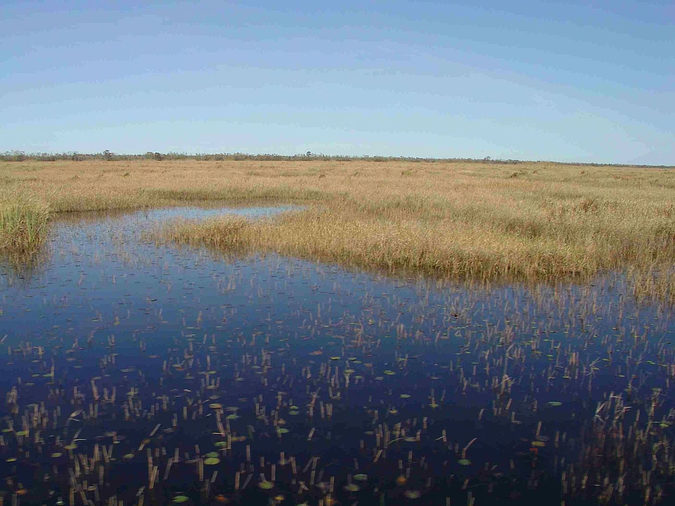 Wetland at Lacassine National Wildlife Refuge