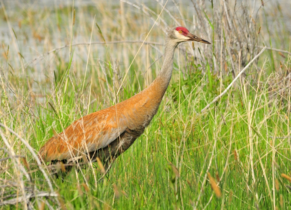 Greater Sandhill crane