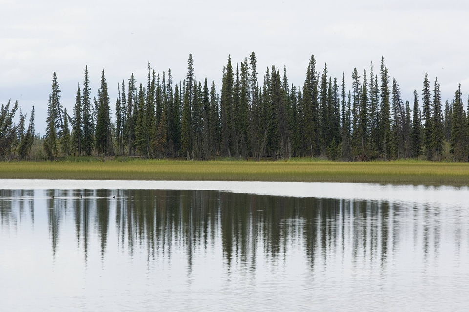 Reflection of pines in water at Tetlin National Wildlife Refuge