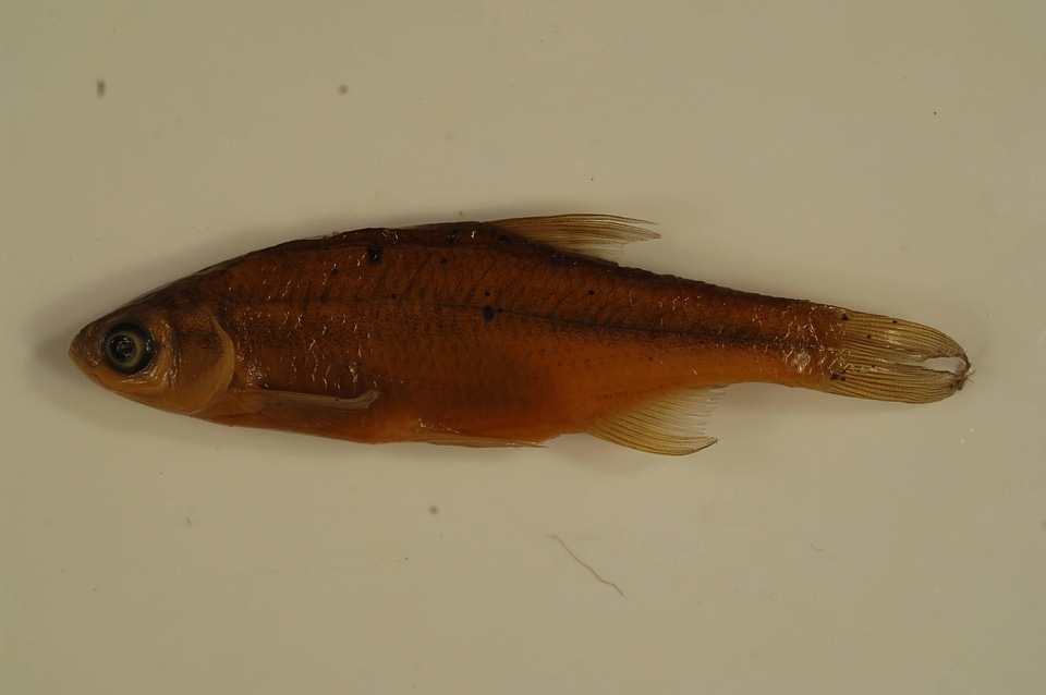 Notemigonus crysoleucas-2