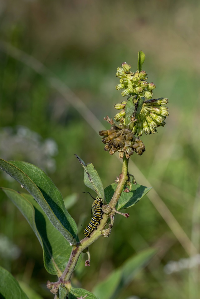 Monarch caterpillar on Green comet milkweed-1