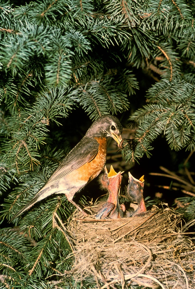 Robin with chicks photo