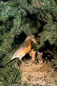 Robin with chicks photo