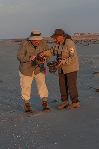 Biologist examines tagged horseshoe crab on beach-3 photo