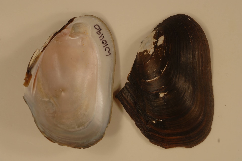 Potamilus alatus-1