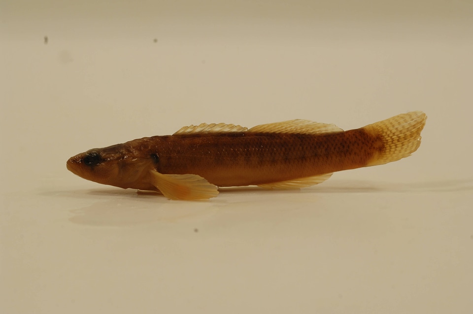 Etheostoma flabellare-1