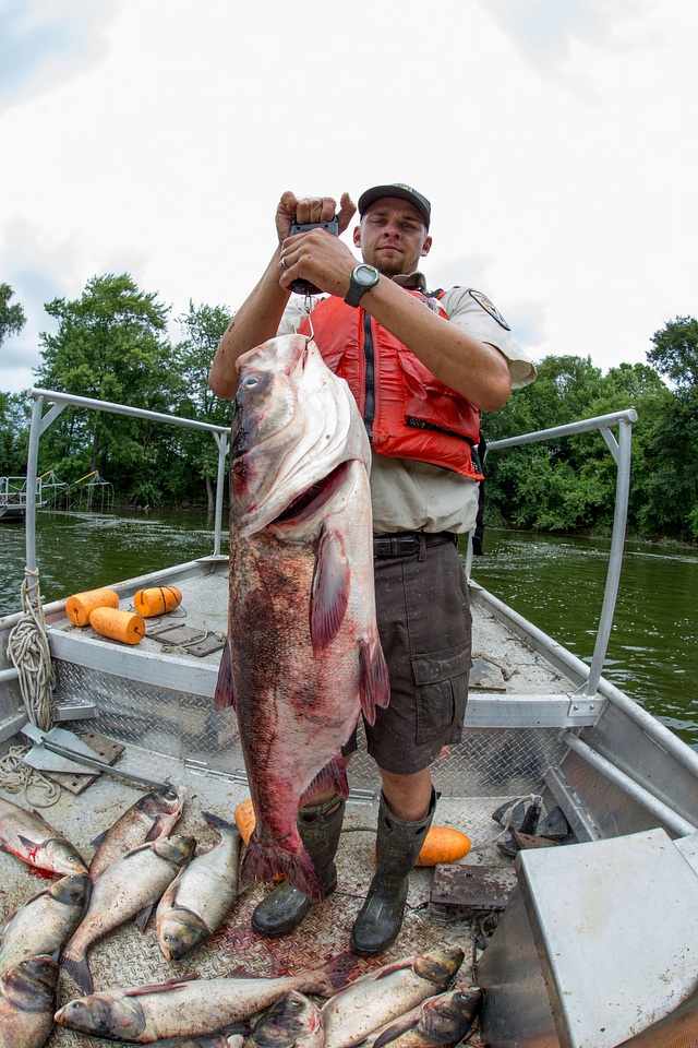 Fishery biologist weighs large Bighead Carp