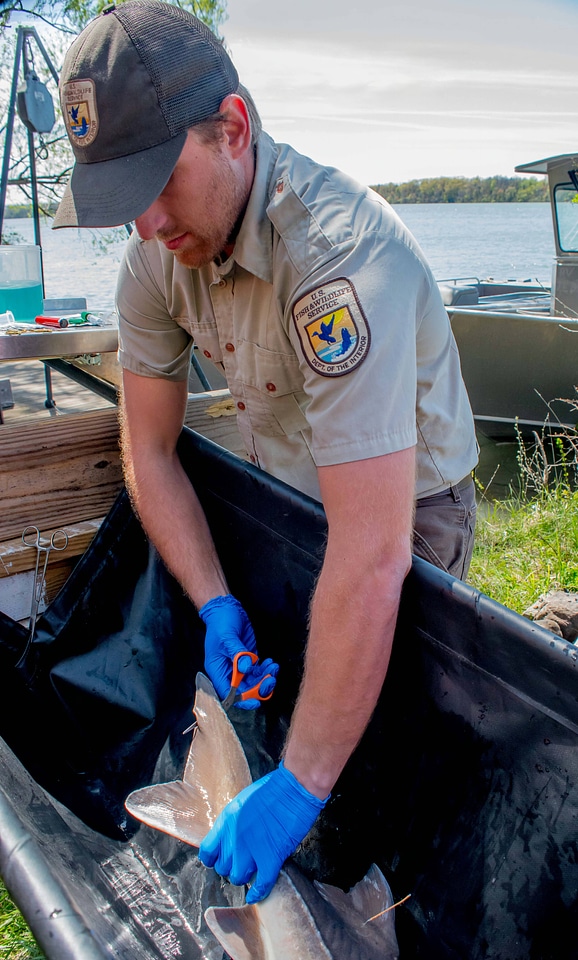 USFWS Fisheries worker takes fin sample from lake sturgeon-1