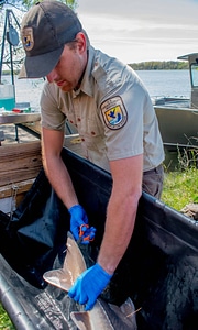 USFWS Fisheries worker takes fin sample from lake sturgeon-1