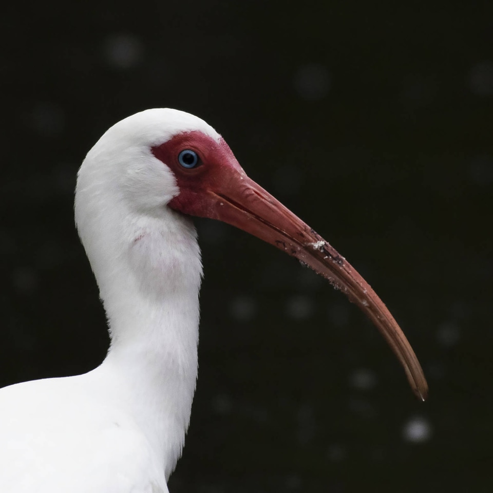 White ibis-1 photo