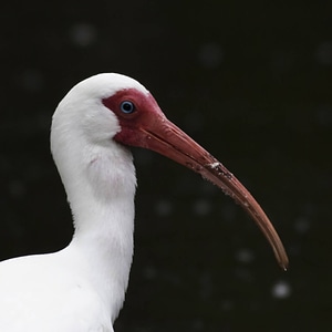 White ibis-1 photo
