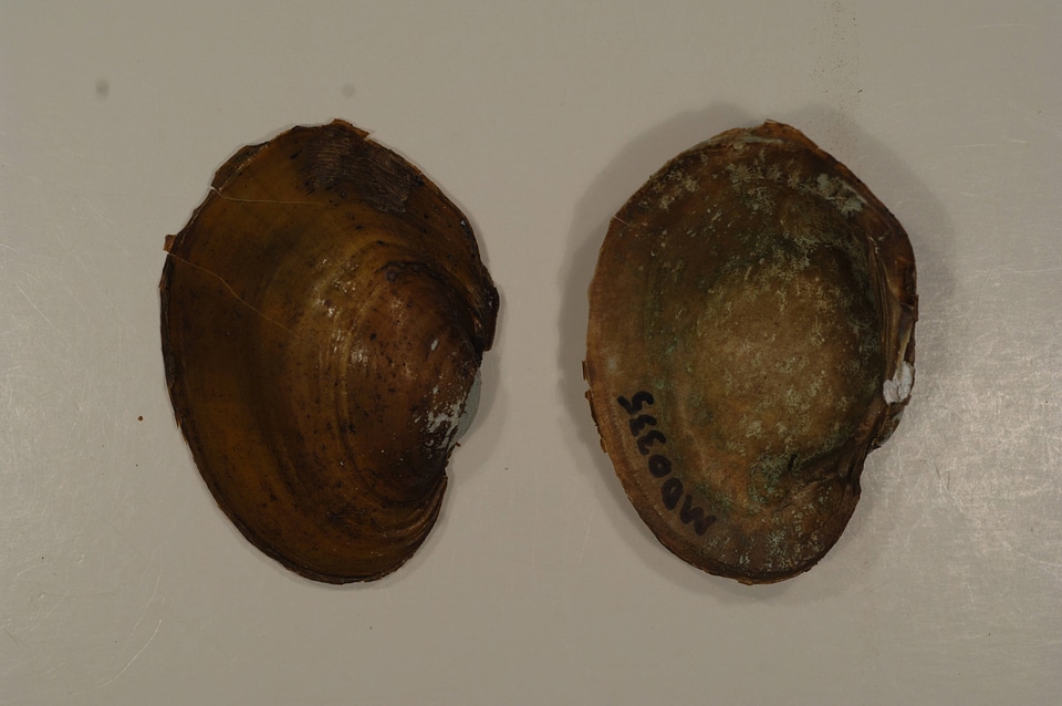 Lampsilis sp.-2