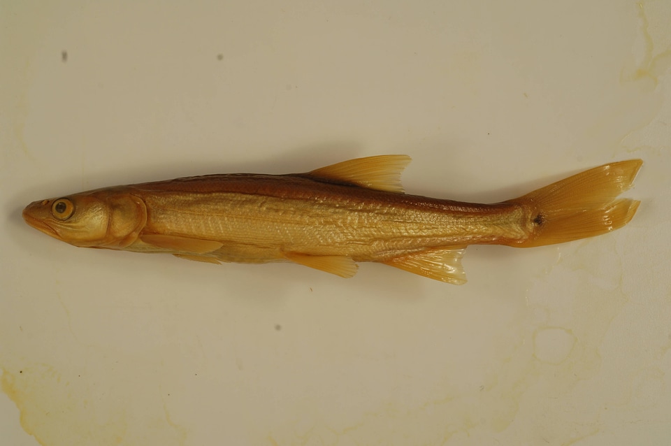Ptychocheilus lucius-2