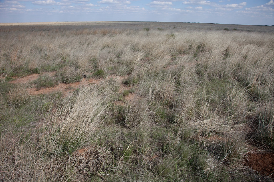 Southern shortgrass prairie-5