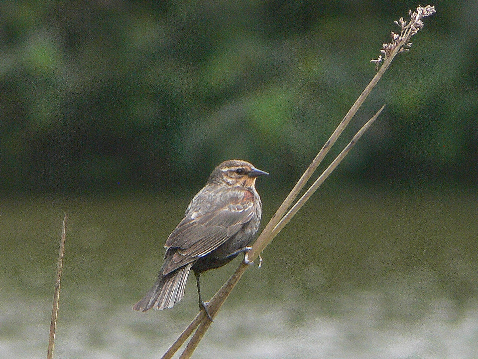 Red-winged Blackbird-4