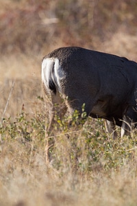 Rear end of mule deer