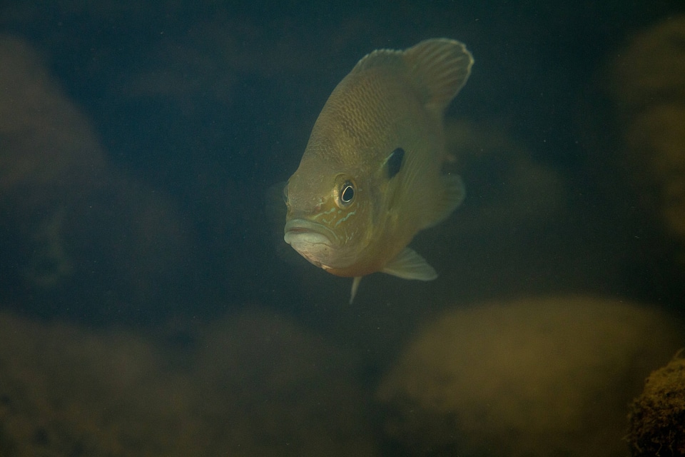  Redbreast sunfish-1