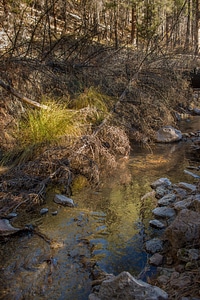 Mineral Creek in Gila National Forest-1