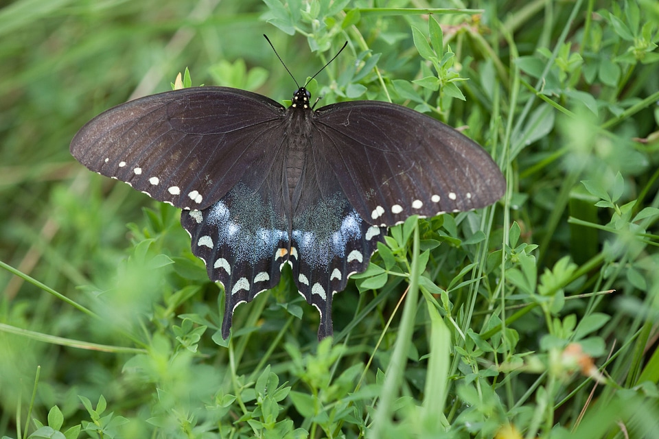Spicebush Swallowtail-1