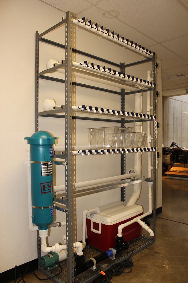 Multi-tank recirculating system