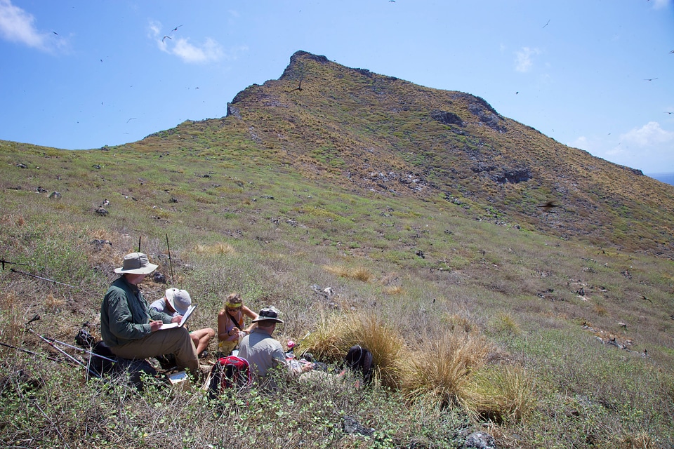 Nihoa Millerbird Translocation-2