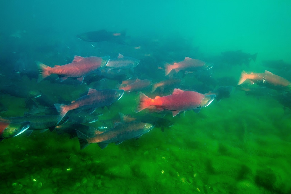  Sockeye Salmon-1