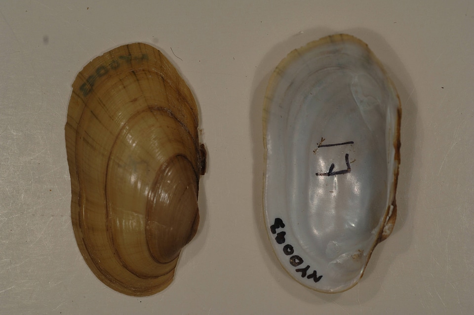 Lampsilis siliquoidea-1